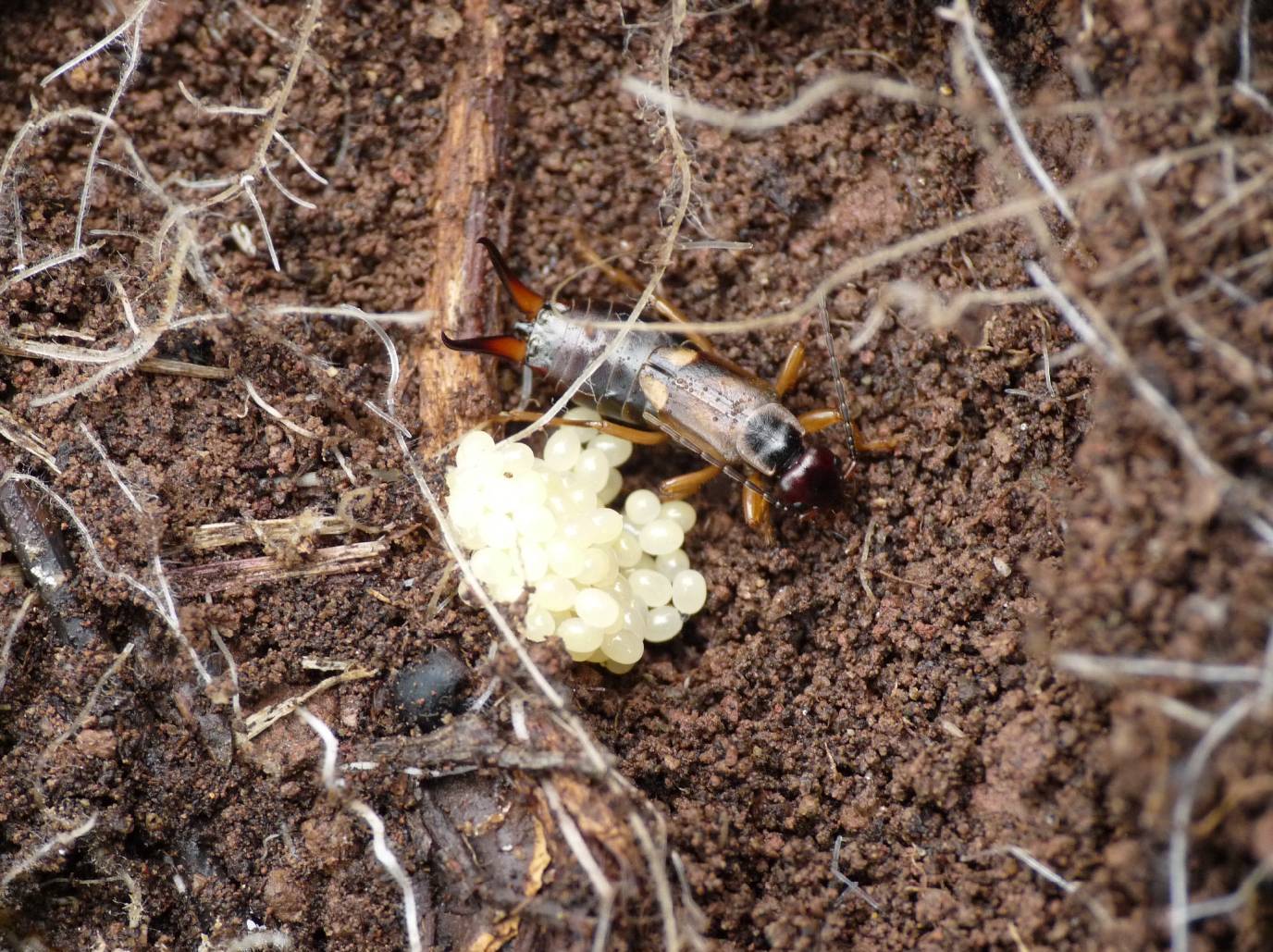 Cuore di mamma: Forficula auricularia